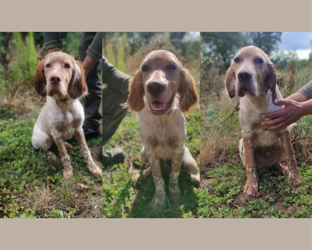 chiot Setter Anglais De Mont Jupiter