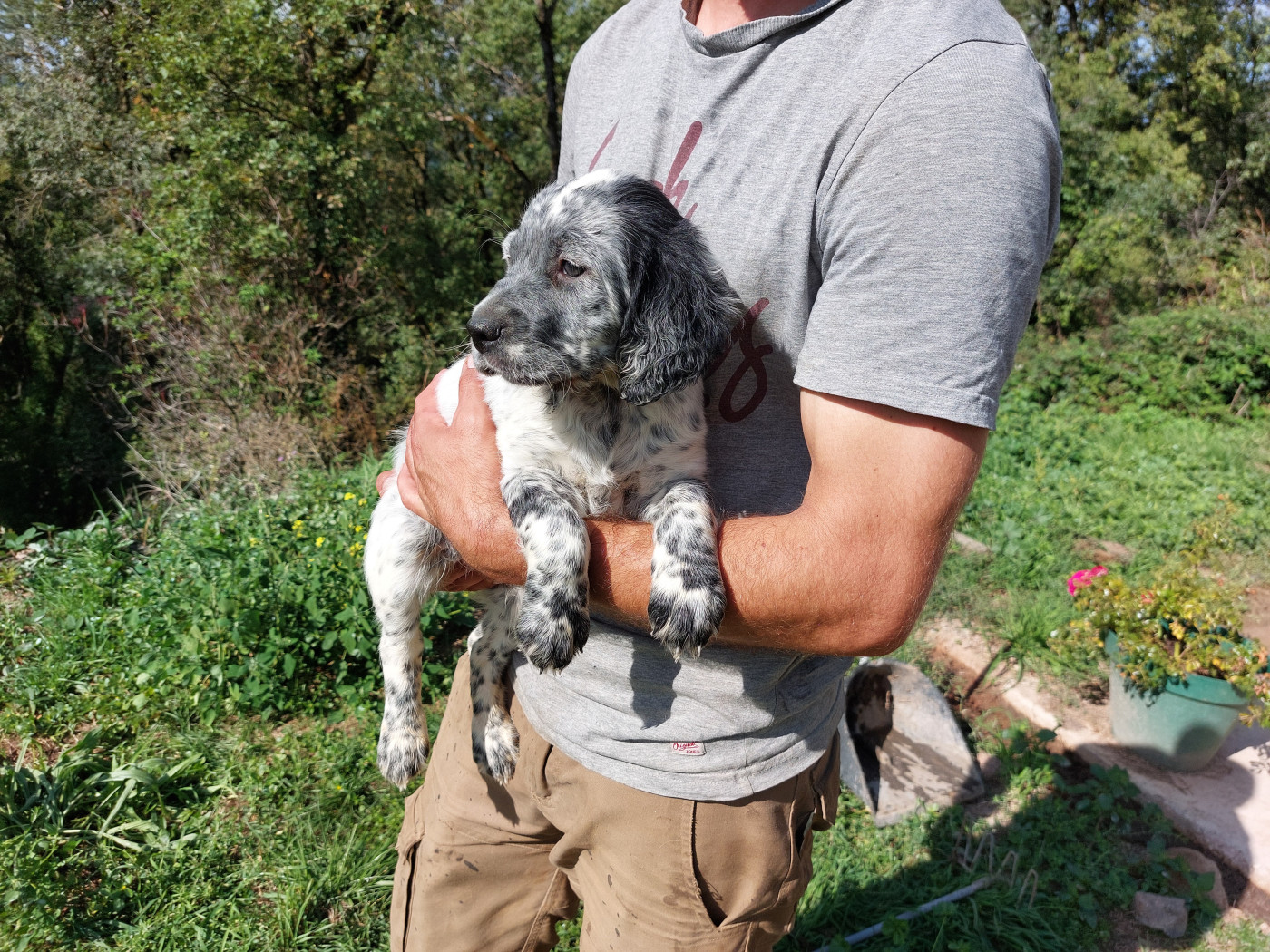 De Mont Jupiter - Chiots disponibles - Setter Anglais