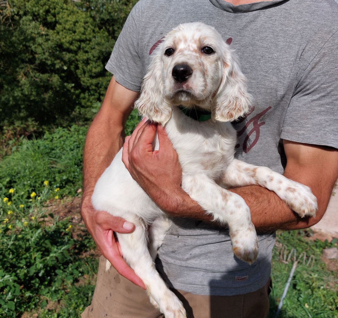 De Mont Jupiter - Chiots disponibles - Setter Anglais