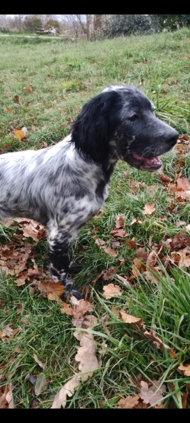 De Mont Jupiter - Chiots disponibles - Setter Anglais