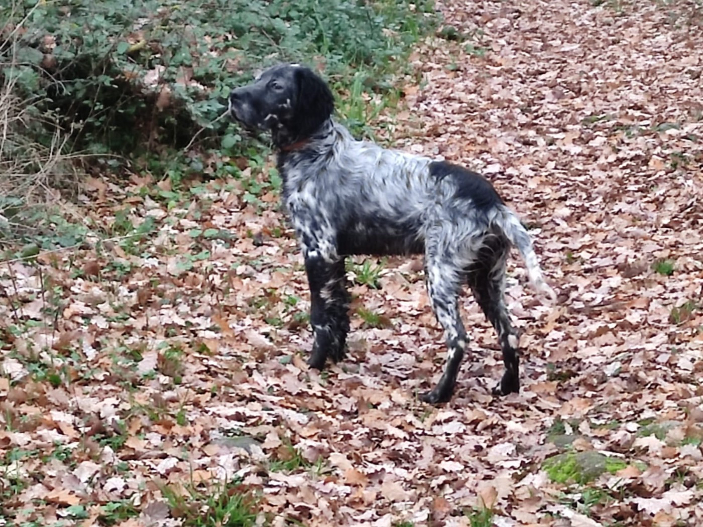 De Mont Jupiter - Chiots disponibles - Setter Anglais