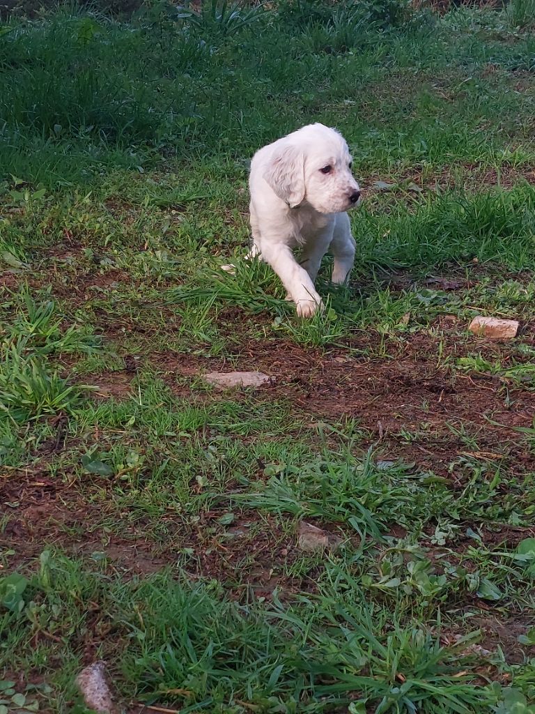 De Mont Jupiter - Chiots disponibles - Setter Anglais