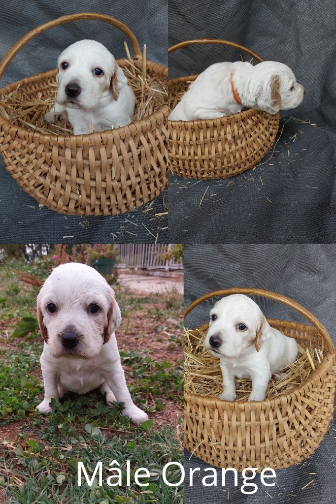 De Mont Jupiter - Chiots disponibles - Setter Anglais