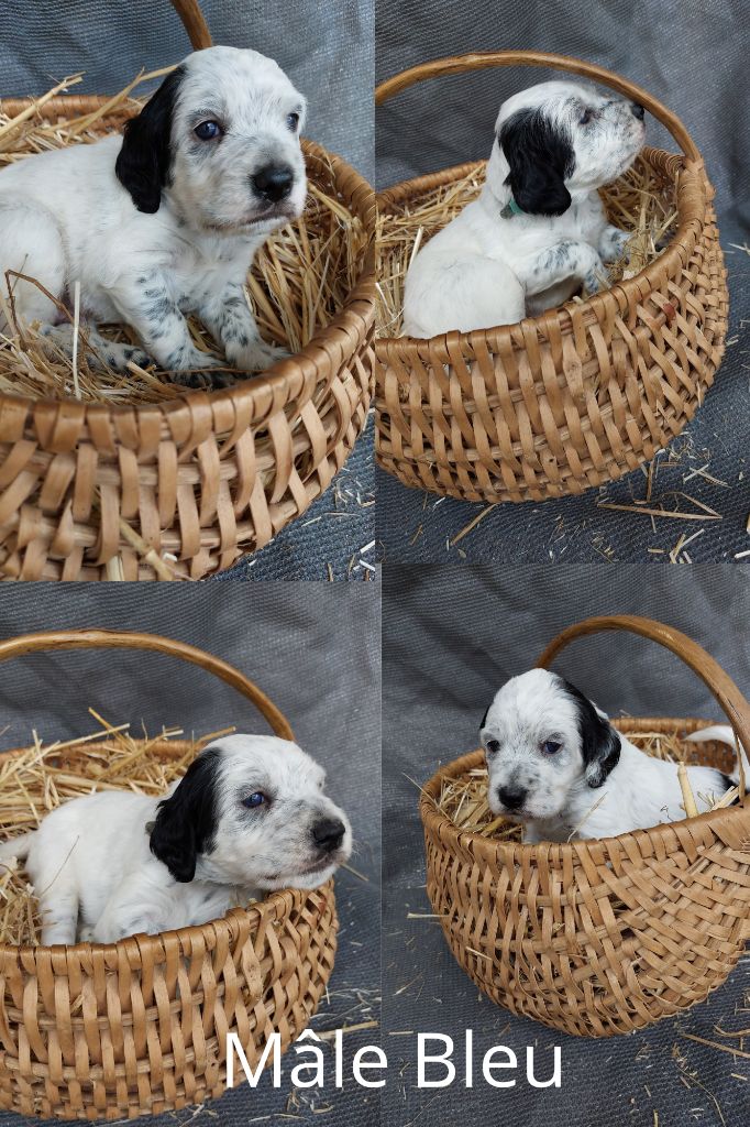 De Mont Jupiter - Chiots disponibles - Setter Anglais