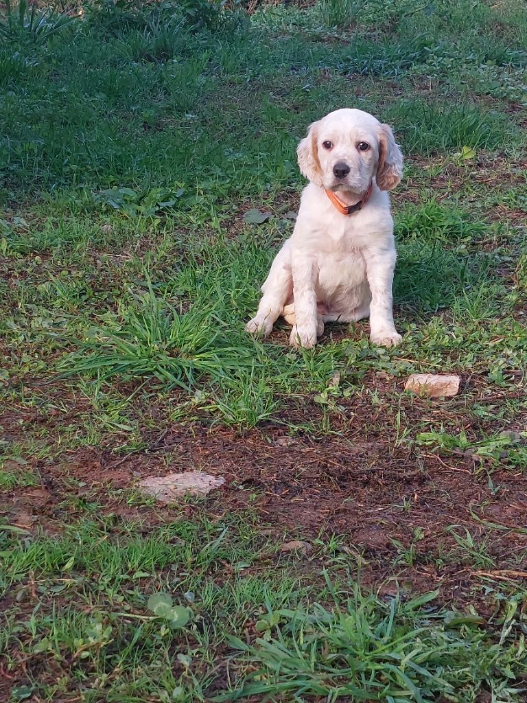 De Mont Jupiter - Chiots disponibles - Setter Anglais
