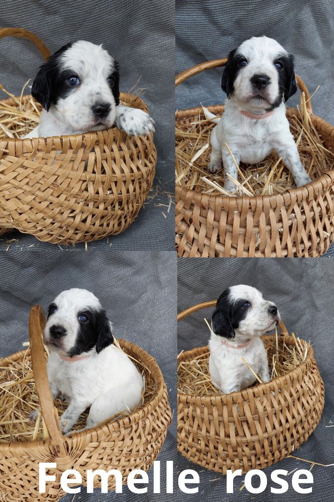 De Mont Jupiter - Chiots disponibles - Setter Anglais