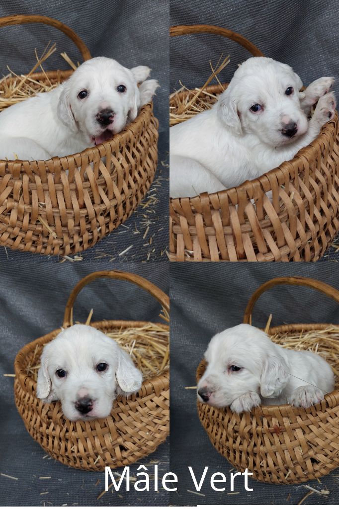 De Mont Jupiter - Chiots disponibles - Setter Anglais