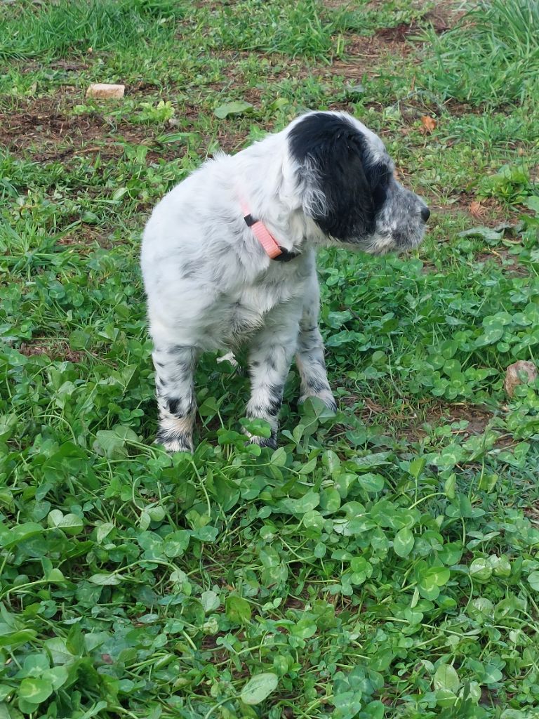 De Mont Jupiter - Chiots disponibles - Setter Anglais