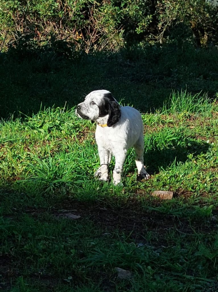 De Mont Jupiter - Chiots disponibles - Setter Anglais