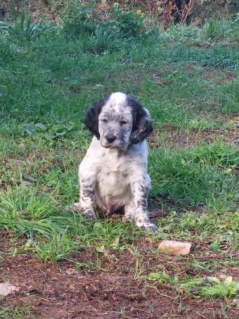 De Mont Jupiter - Chiots disponibles - Setter Anglais