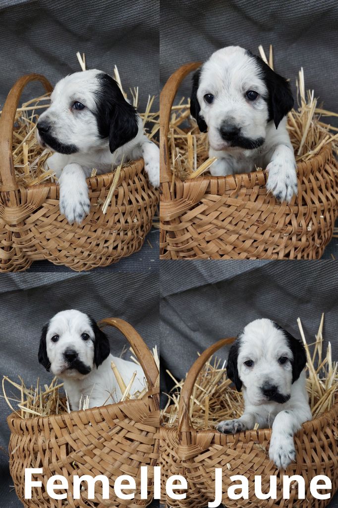 De Mont Jupiter - Chiots disponibles - Setter Anglais